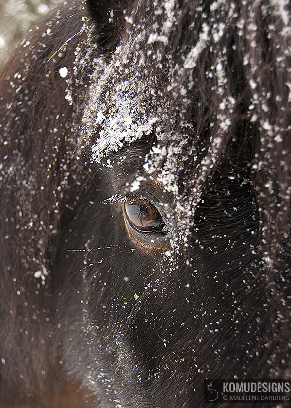 Shetland horse photography - Shetlandsponny fotografi
