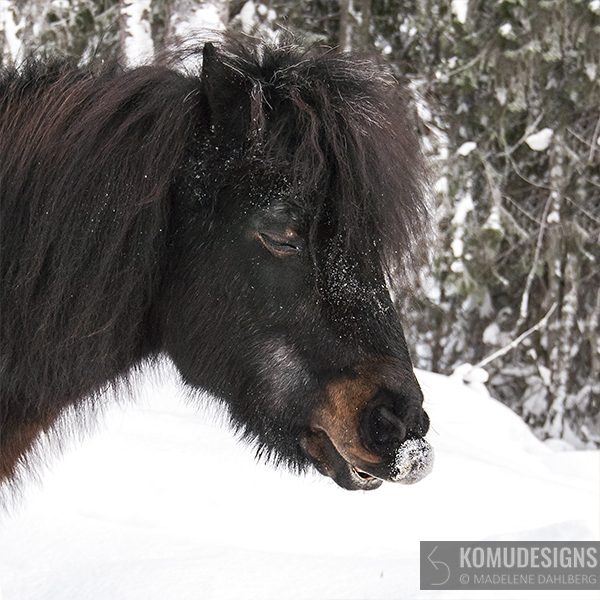 horse-shetland-photography